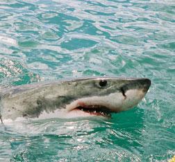 thrilling-advenures-sharks.jpg